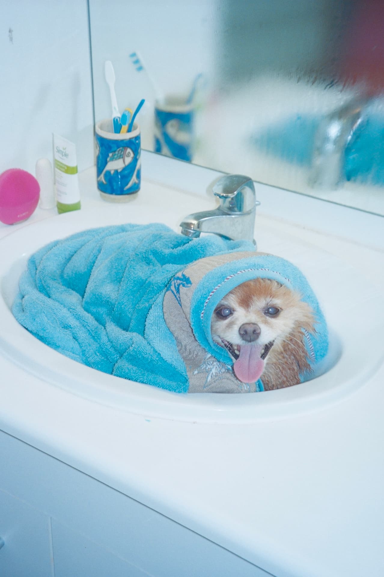 a dog wrapped in a blue towel sitting in a sink